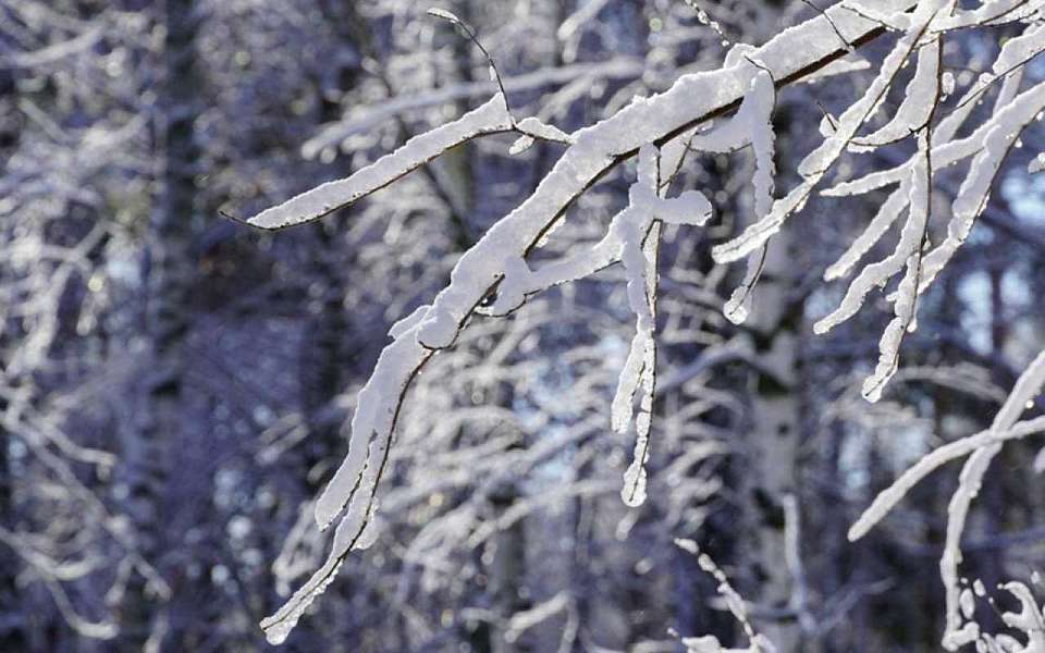 16-градусный мороз ударит ночью в Воронежской области