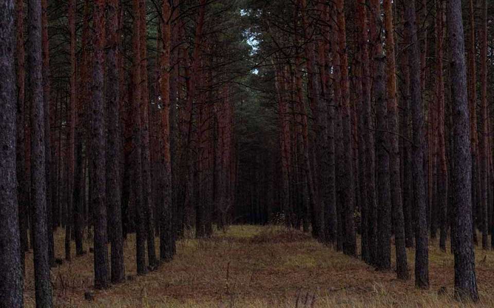 Троих пропавших без вести нашли погибшими в Воронежской области