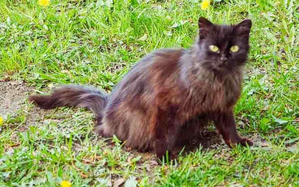 Девять кошек заразились бешенством в Воронежской области