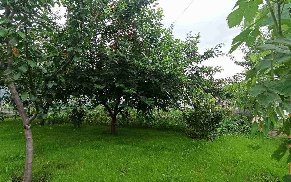 После сбора урожая. К концу сезона сад требует особого внимания и ухода