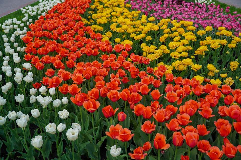 Вместо голландских тюльпанов на городских клумбах в Воронеже зацветут крымские