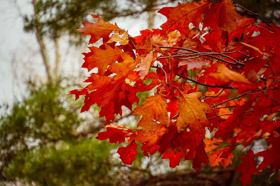 Облачная и дождливая суббота ожидает воронежцев