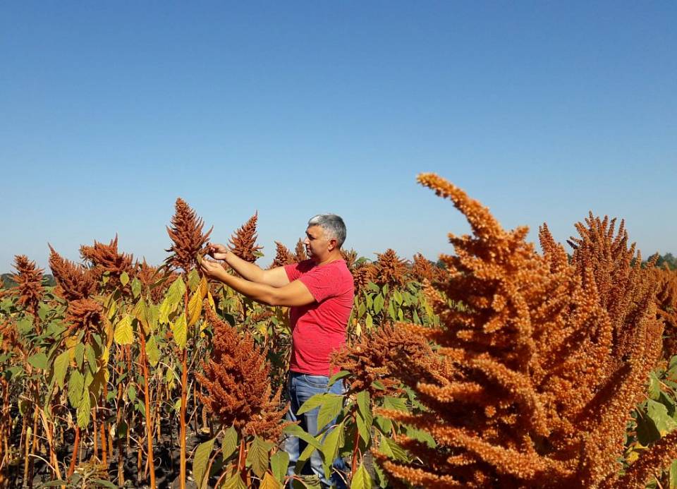 В Воронежской области планируют перерабатывать "пшеницу ацтеков""