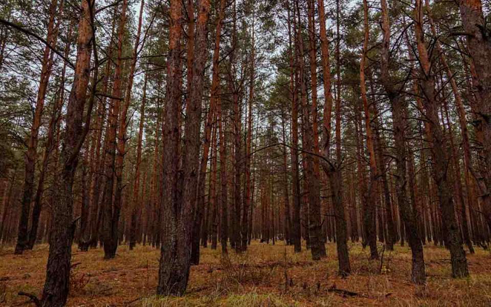 Новый памятник природы появился в Воронеже