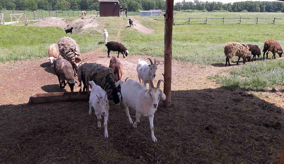Карантин по бруцеллезу животных ввели в воронежском селе
