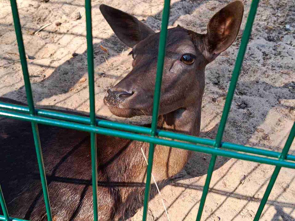 За убитую косулю с воронежского охотника взыскали 120 тысяч рублей