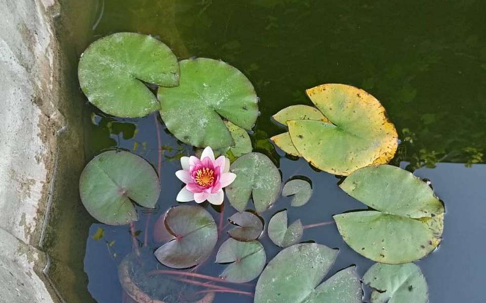 Нимфеи рассадили в Воронежском центральном парке  