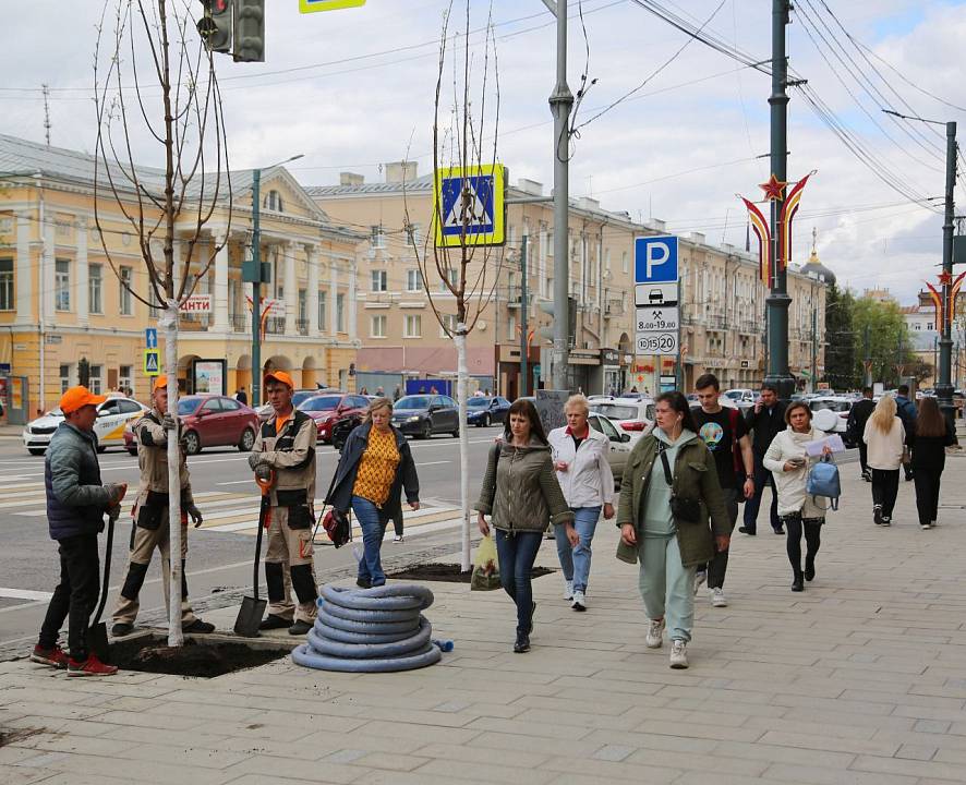 На проспекте Революции в Воронеже возобновили посадку кленов