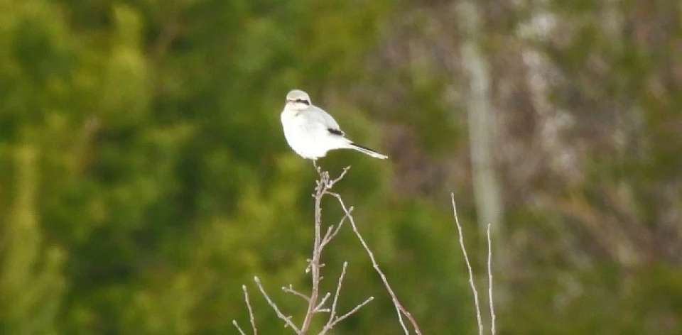 В Хопёрском заповеднике в Воронежской области замечен развешиватель кровавых «гирлянд»