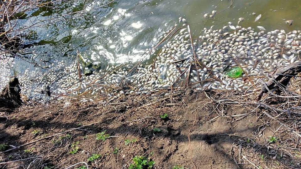В Воронежской области в пруду массово задохнулась рыба