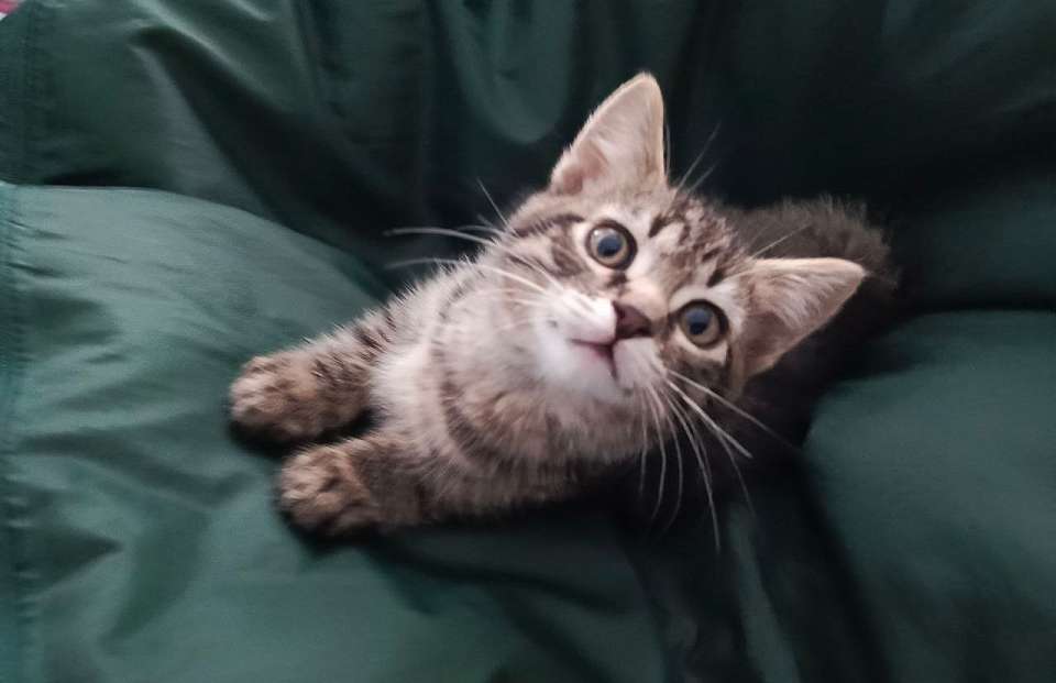 За границу в июне из Воронежской области вывезли 37 домашних животных