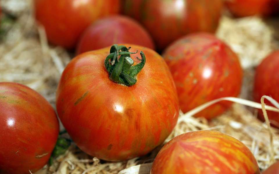 Цены на помидоры и яйца выросли за неделю в Воронежской области