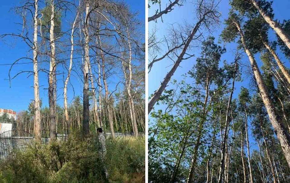 В лесопарке Воронежа вырубят 150 сосен