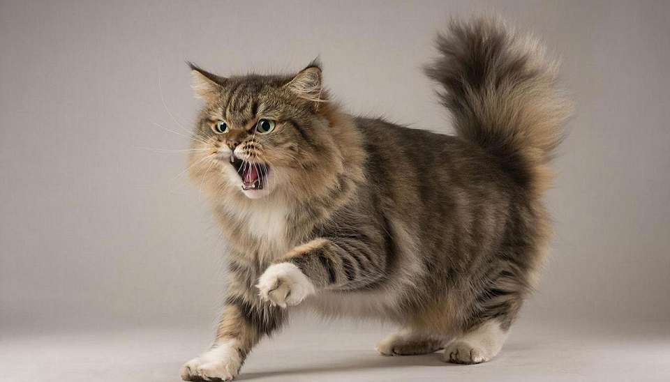 Карантин по бешенству животных введён под Воронежем