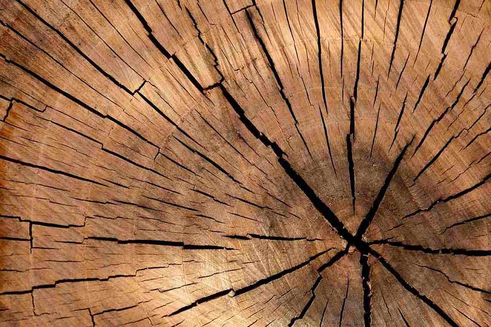 О дыме из-за сжигания древесных остатков в лесах предупредили воронежцев