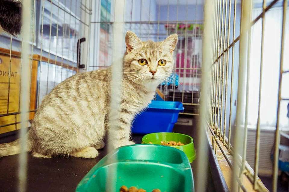 Как доказать врачебную ошибку при гибели питомца, объяснили воронежцам