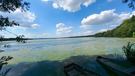Воронежские экологи объяснили «катастрофу» Масловского затона сезонным цветением водорослей