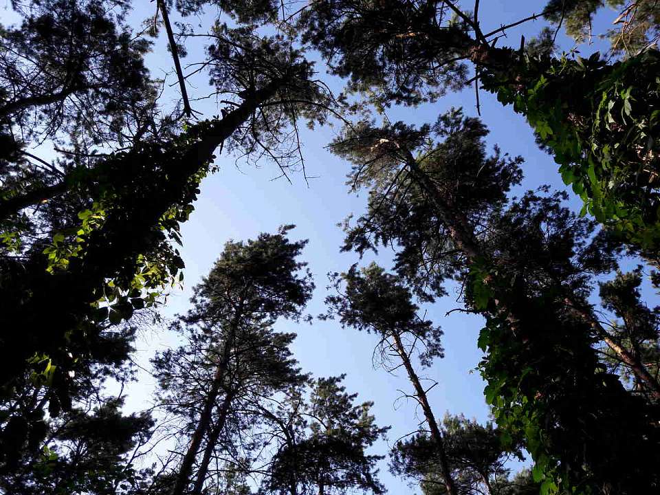 Где было найдено тело пропавшего без вести 38-летнего воронежца, рассказали в СК