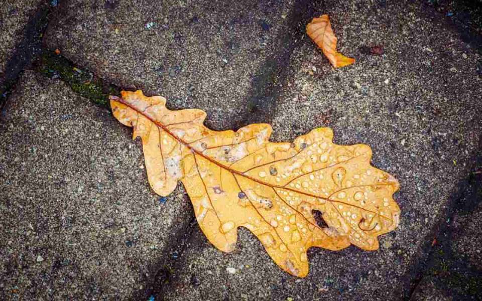 Какой будет погода в понедельник, 6 октября, сообщили воронежские синоптики