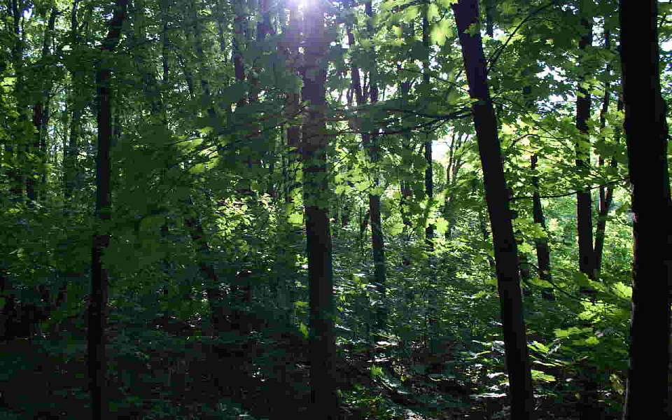 Какой будет погода в четверг, 28 августа, в Воронежской области
