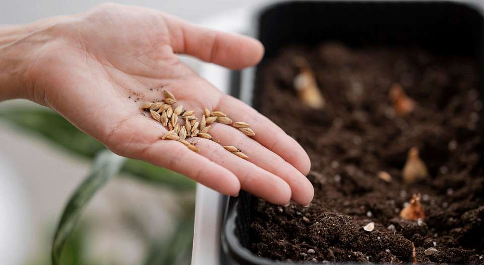 В Воронежской области продавали запрещённые семена