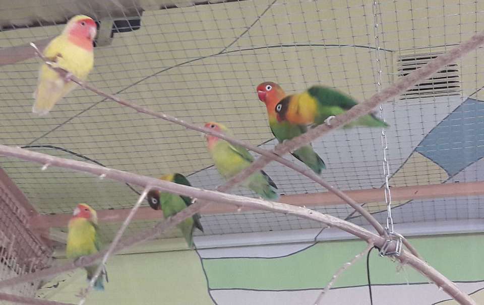 Видео с верными попугаями в преддверии весны представил Воронежский зоопарк