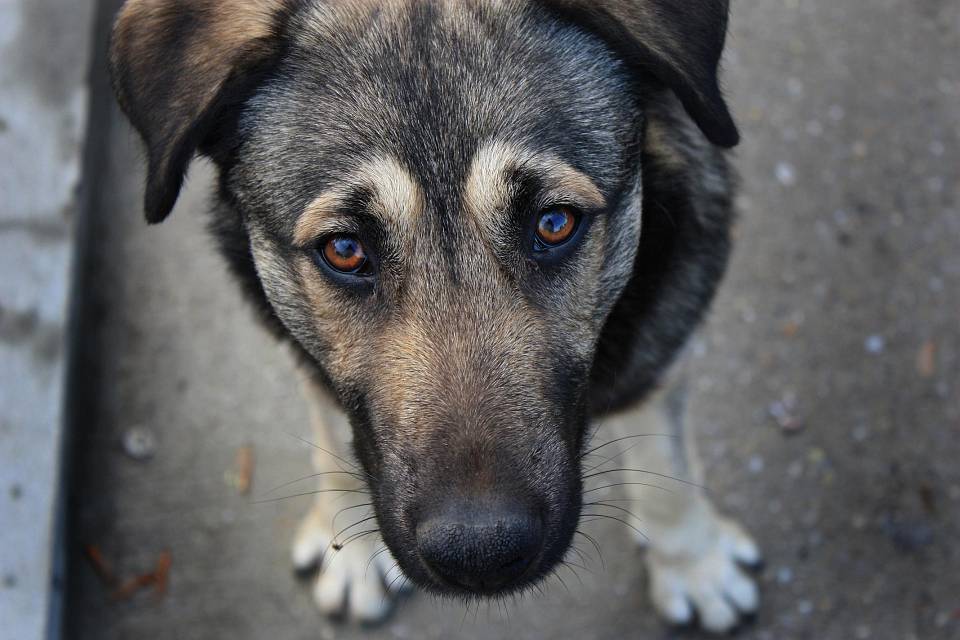 В Воронеже возбудили уголовное дело о нападении дворовых собак на пенсионерку 