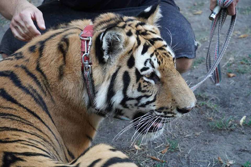 Долгожданную реконструкцию начали в воронежском цирке