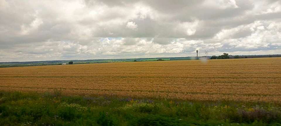 Воронежские земледельцы достигли отметки в 5 млн тонн собранного зерна