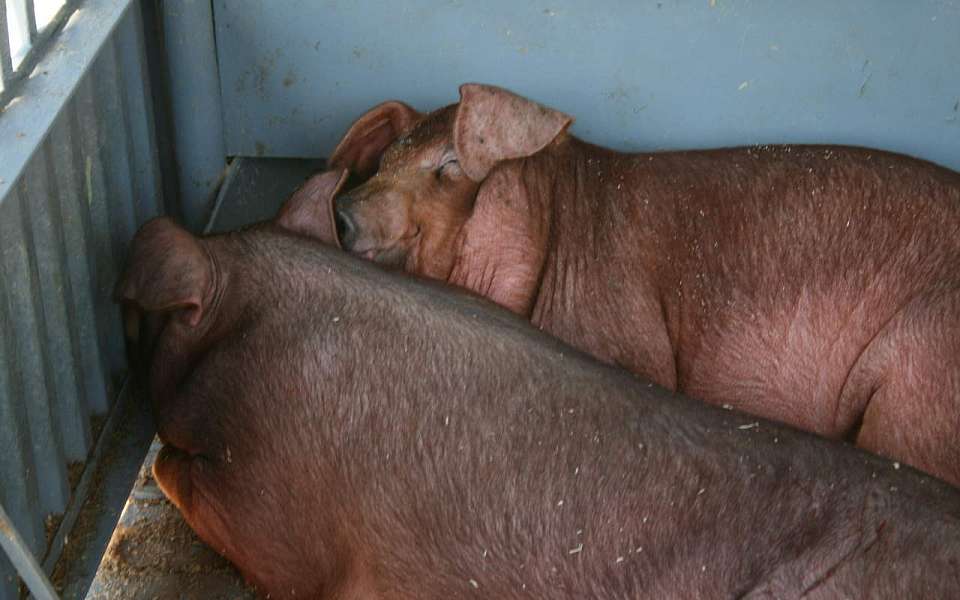 С убоем свиней и подготовкой кадров на воронежском предприятии ознакомилась делегация из Монголии