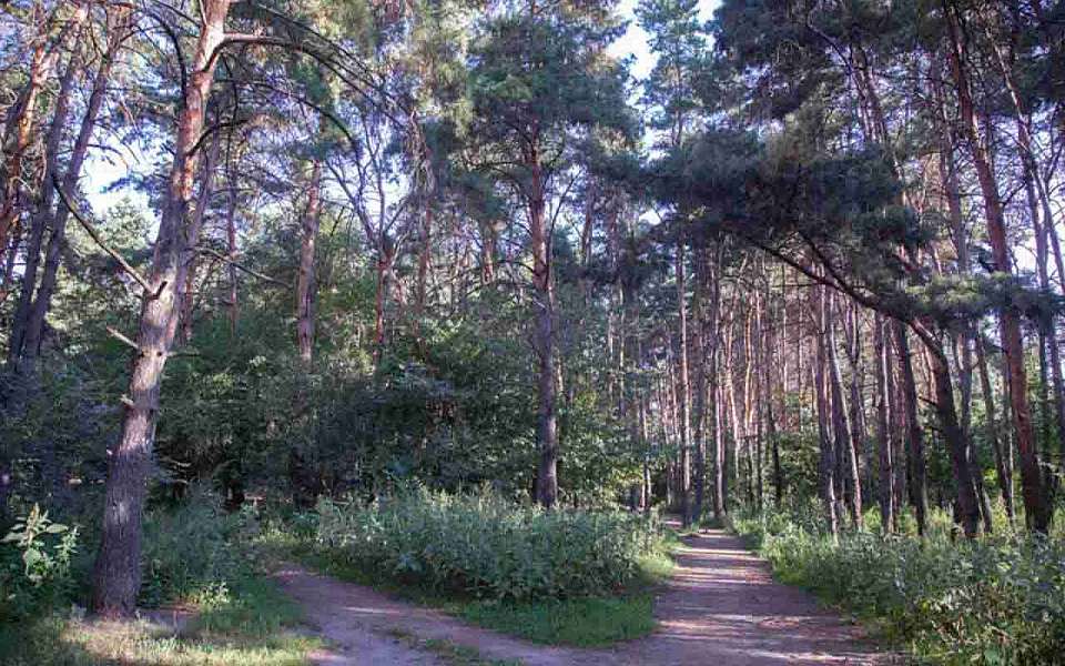 Запрет на посещение лесов введут с 11 по 31 августа в Воронежской области