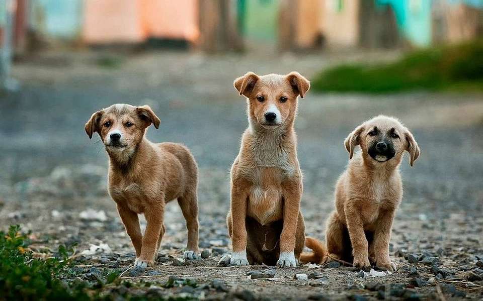Частный приют для безнадзорных животных открыли в Воронеже