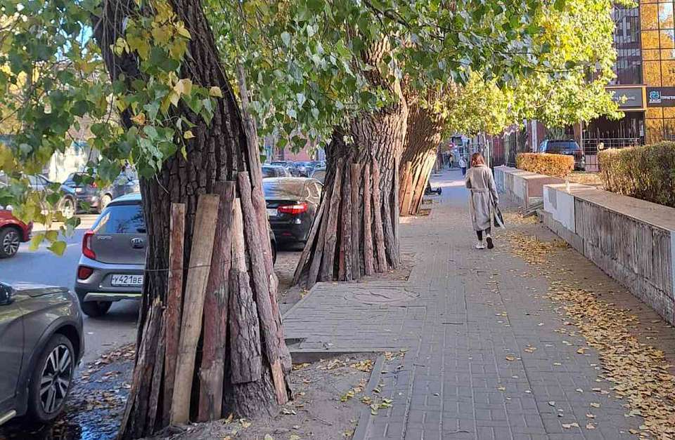 К зиме готовят деревья на улицах Воронежа