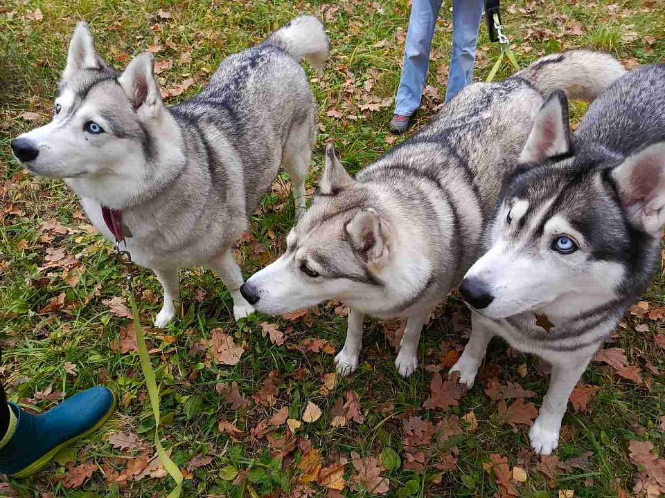 В 4 районах Воронежской области карантин по бешенству отменён