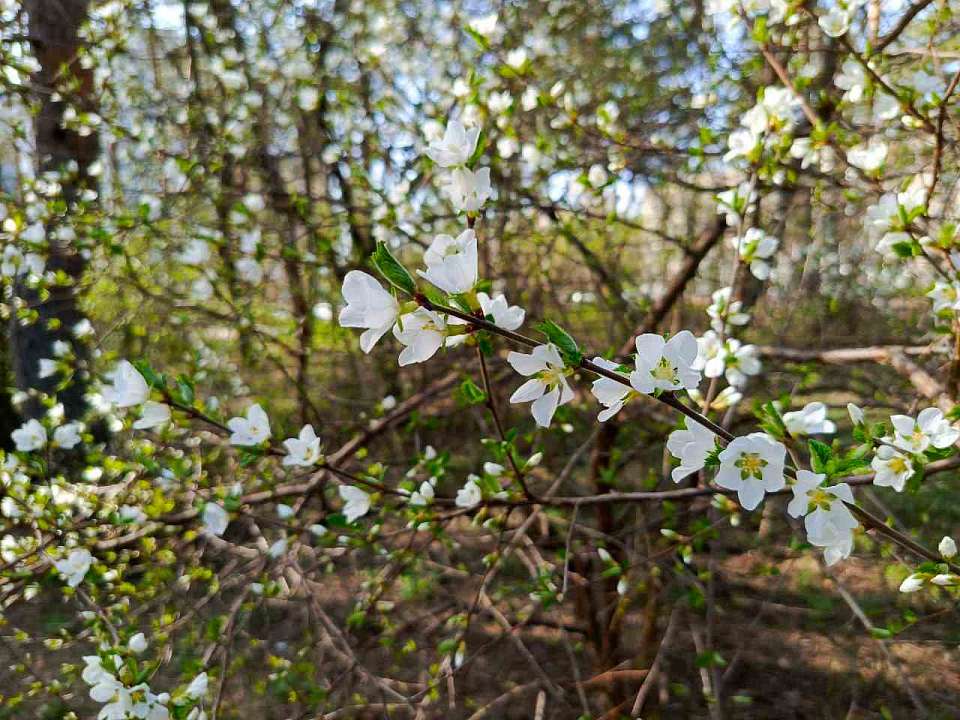 Похолодание до +5 прогнозируют к концу рабочей недели в Воронеже