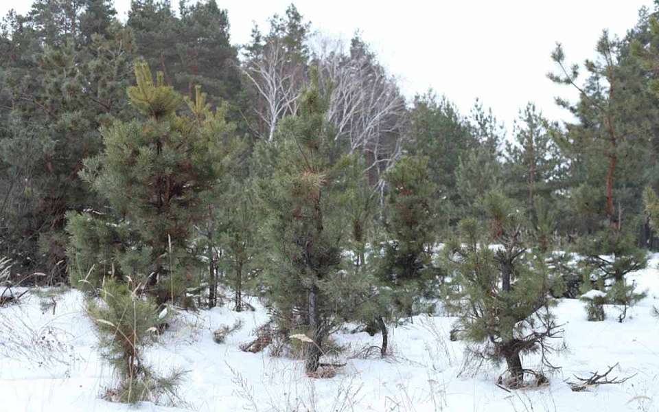 Предновогодние рейды проводят воронежские лесники