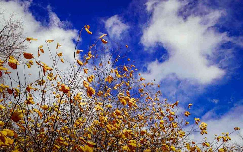 Порывистый ветер и 13 градусов тепла ожидаются 12 октября в Воронеже