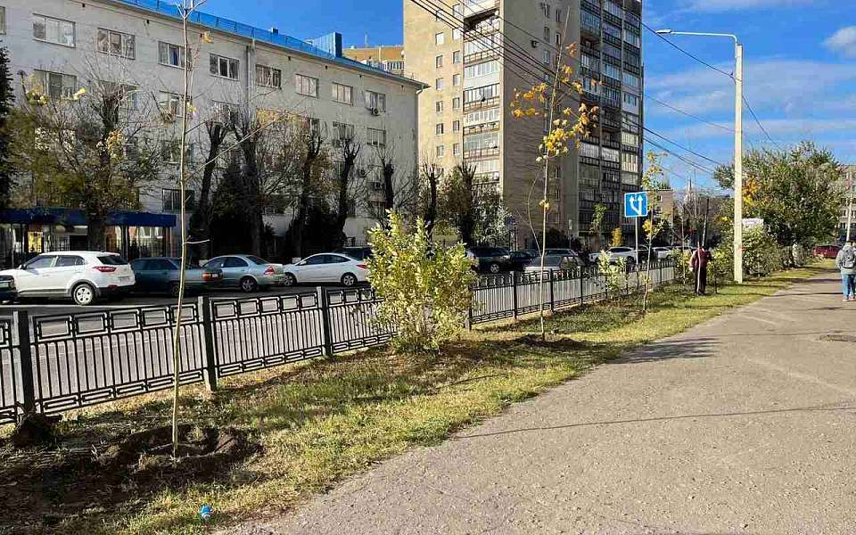 Осеннее озеленение улиц и скверов провели в Воронеже