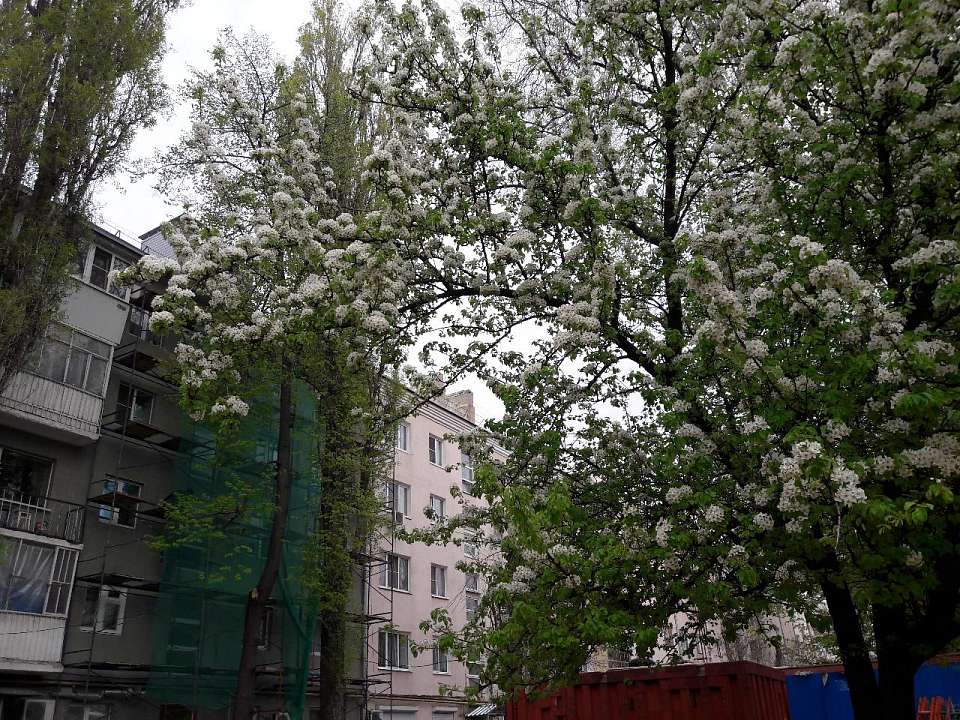 Воздух в Воронежской области ненадолго прогреется до +25 градусов