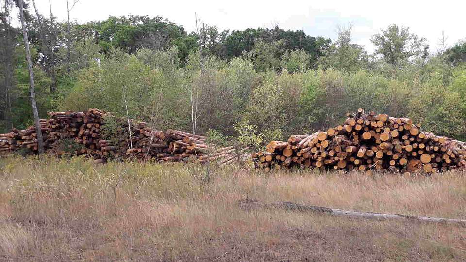 Уголовная статья грозит воронежцу за нелегальную отправку в Армению древесины