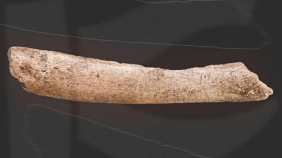 Фрагмент ребра мамонта с изображением овцебыка представил воронежский музей