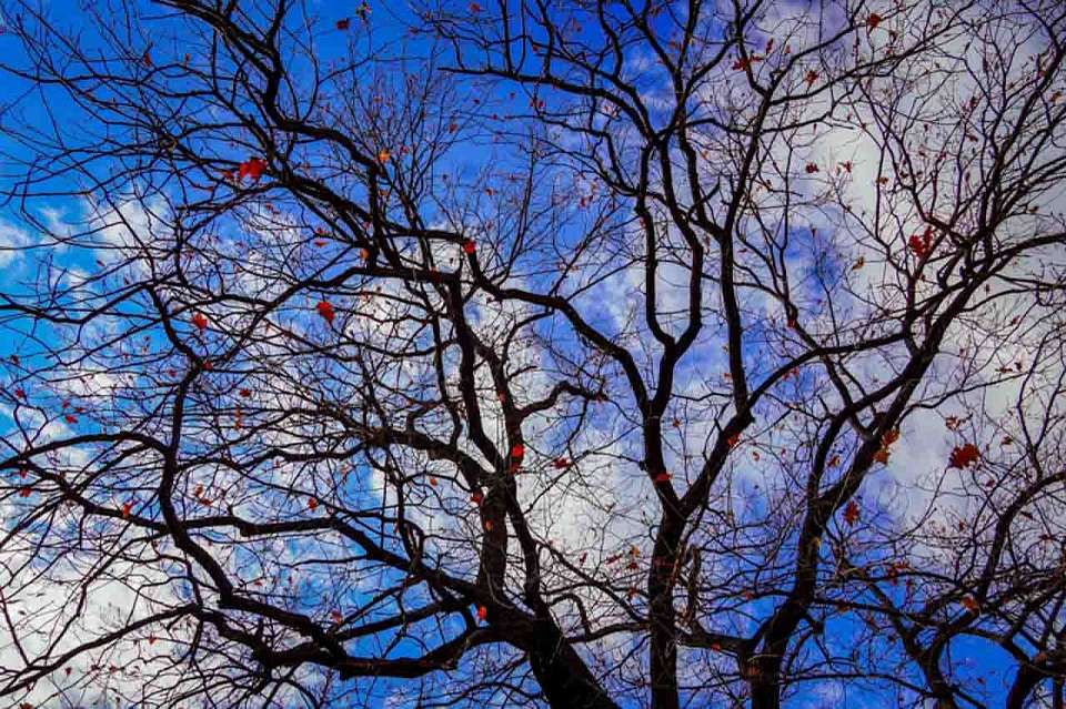 Какой будет погода в воскресенье, 30 ноября, рассказали синоптики воронежцам