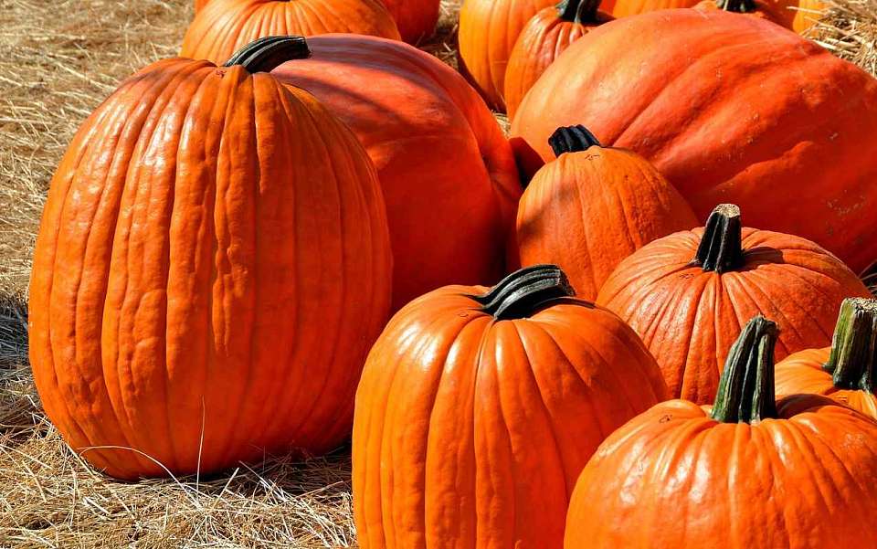 В чем польза тыквы, кабачков, цукини и патиссонов