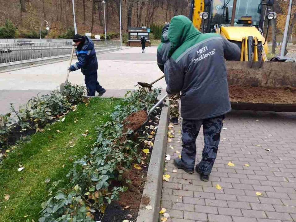 Розы готовят к зиме в парках и скверах Воронежа