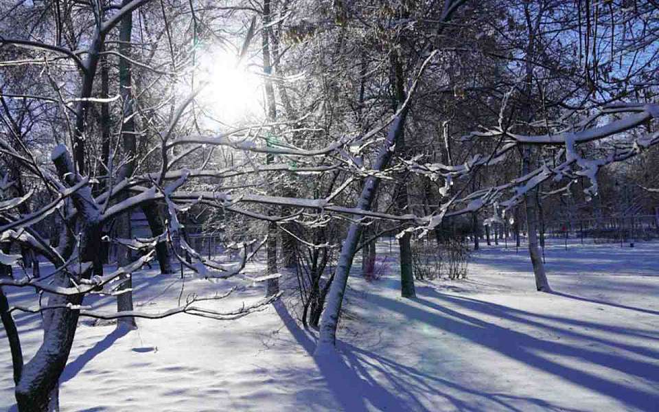 Ясный морозный день ожидает 26 января воронежцев