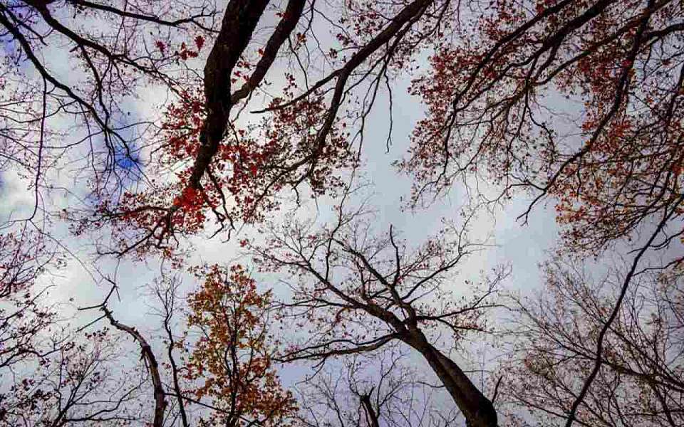 Мертвыми нашли 6 человек за месяц в Воронежской области