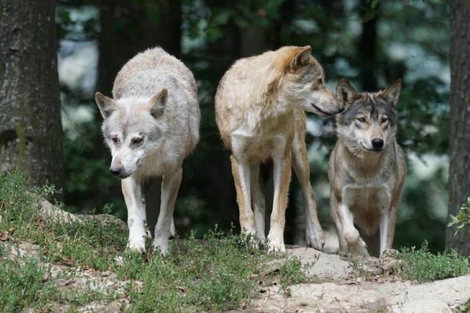 Волки вышли на охоту на бобров в Воронежском заповеднике