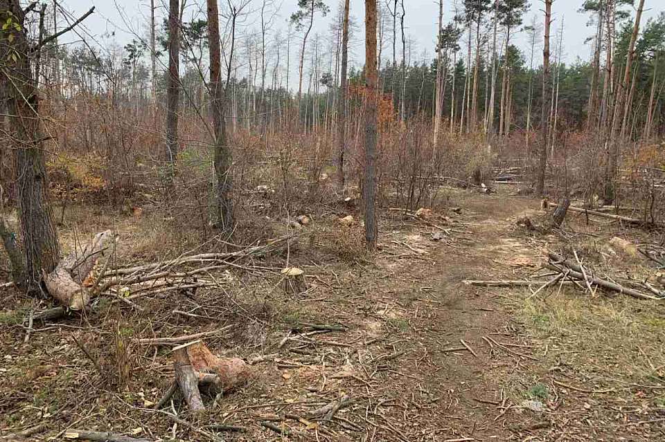 Вырубка сосен в Северном лесу в Воронеже встревожила горожан