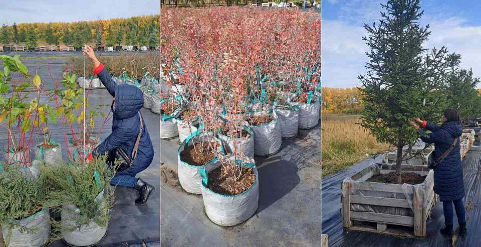 Осенью в Воронеже высадят 600 деревьев-крупномеров и 500 кустарников