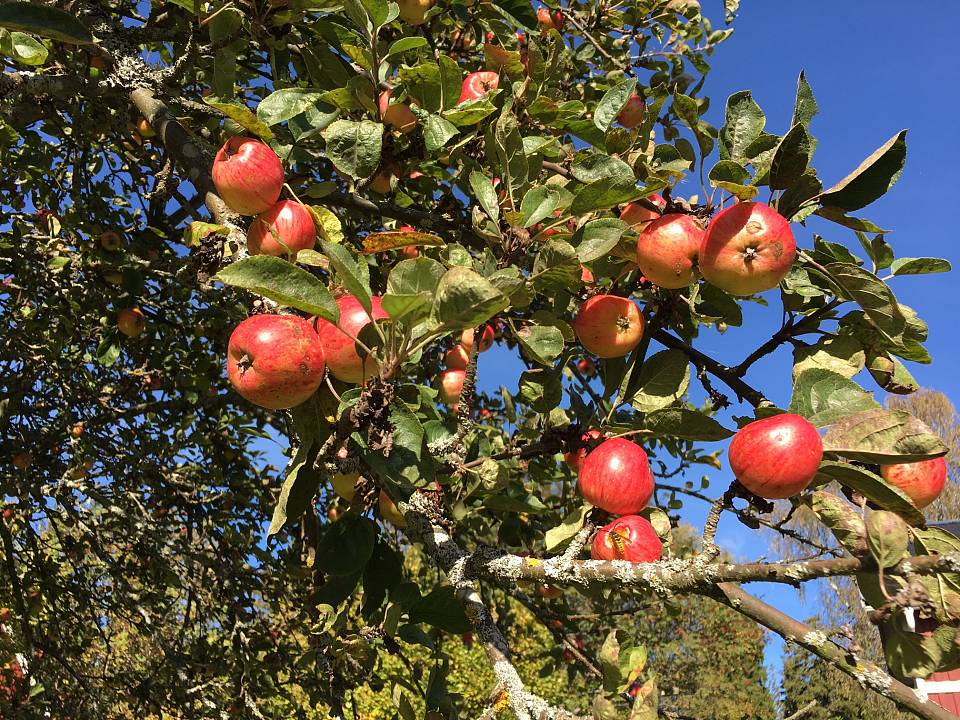 В Воронеже подвели итоги торгов на застройку 52 га яблоневых садов 